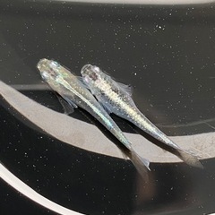 輝黒龍めだか【有精卵20個＋α】