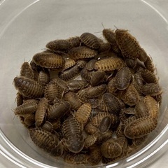 デュビア幼虫　100匹