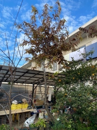 栗の木　4m   埼玉県　配達費込み