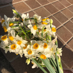 水仙の花🌸　10本で100円❗️