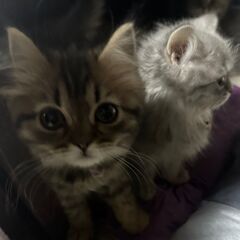 猫のトイレ掃除他をベースにパソコン作業やお片付け等(実質時給1200円〜)の画像