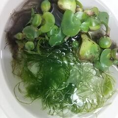 天然採取、ホテイ草、マツモ、セット