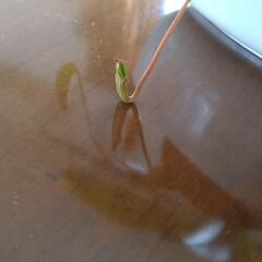 食虫植物🎌お引渡し完了の画像