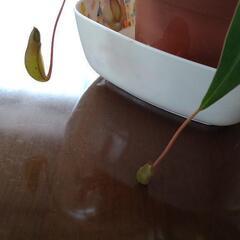 食虫植物🎌お引渡し完了の画像