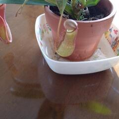 食虫植物🎌お引渡し完了の画像