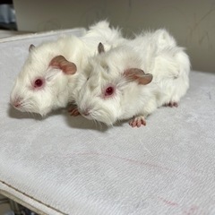 里親募集（受け渡し予定者決まりました）