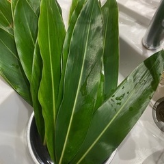 月桃の葉っぱ　ムーチーガーサ🌿　