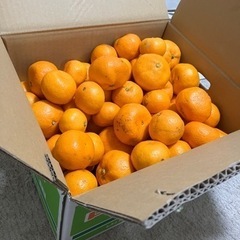 傷物有田みかん約10キロ