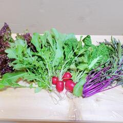 配達します🥕無農薬・有機野菜🥬1/30 13:00収穫