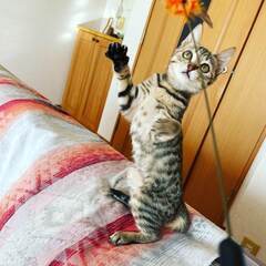 in瀬戸市☆初猫!!子猫がいる臨時譲渡会2023年1月3日（火）...