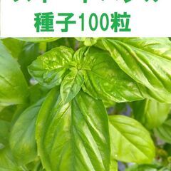 スイートバジルの種　100粒＋　無農薬　2022年採種