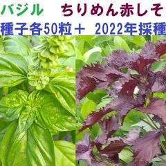 スイートバジル　ちりめん赤しそ　種子各５０粒＋　2022年採種　無農薬