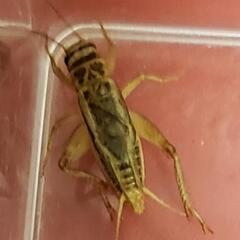 ☆休止中☆ヨーロッパイエコ　コオロギ　1.5cm～2cm程　1匹7円