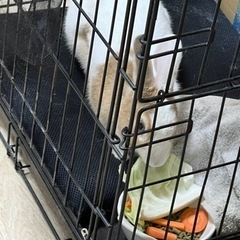 メスのうさぎ飼っていただける方