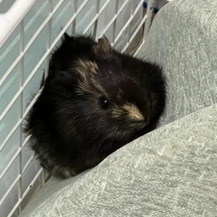 モルモット里親募集（里親様決まりました。）