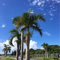 ESL英会話スクール(ホームステイ)の画像