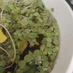 浮草の画像