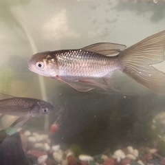 ◆鉄魚◆1800円