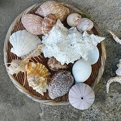 貝殻の画像