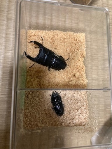 国産、外国産オオクワガタ福袋4血統