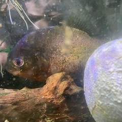 "再募" ３匹まとめての方お値引きします　熱帯魚の画像