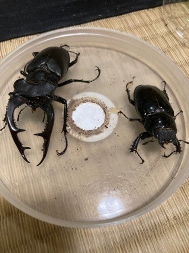 アクベシアヌスミヤマクワガタ