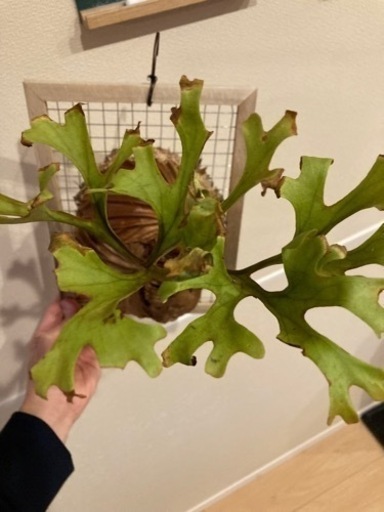 P.ridleyi Indonesia Banten リドレイワイルド