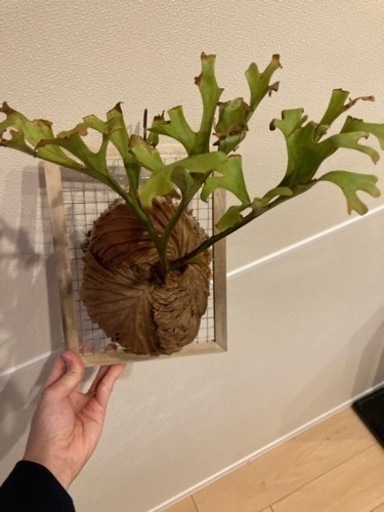 P.ridleyi Indonesia Banten リドレイワイルド