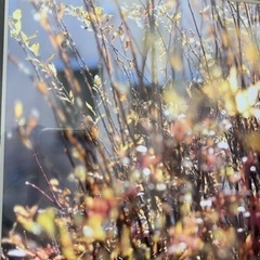 植物の写真　フォトフレームの画像