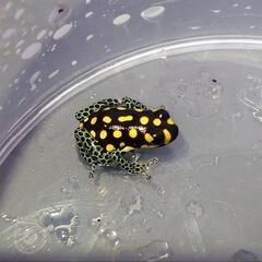 バンゾリニーニ　ヤドクガエル　１匹