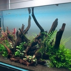熱帯魚各種さしあげます。