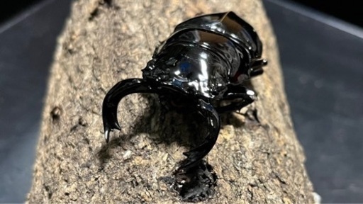 タランドゥスオオツヤクワガタ　成虫