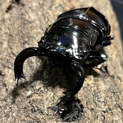 訳アリ確認用。タランドゥス 安いタランドゥス メスの通販商品を比較 | ショッピング情報の