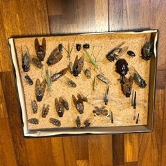 【取り引き中です】昆虫の標本の画像