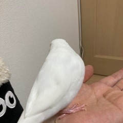 白文鳥　11ヶ月　2021年2月生まれ