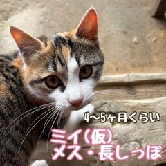 ミイ(仮)メス4〜5ヶ月　三次市
