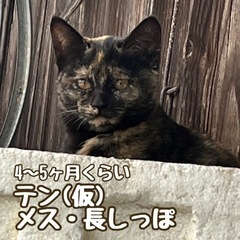 テン(仮)サビメス4〜5ヶ月　三次市