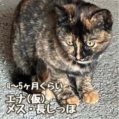 エナ(仮)サビメス4〜5ヶ月　三次市