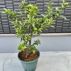 金柑　キンカン　鉢植え