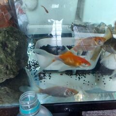 🐟️鉄魚🐠の画像