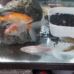 🐟️鉄魚🐠の画像