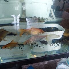 🐟️鉄魚🐠の画像