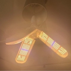 室内用　観葉植物　ライト　新古品の画像