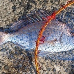 唐津・呼子方面で一緒に海釣りできる方！
