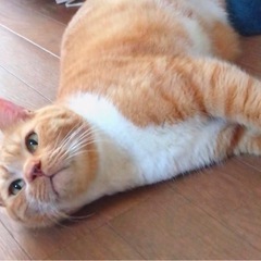 今度こそ幸せに…超甘えんぼ♪ムッチリボディの茶トラのまるくん　5〜6歳