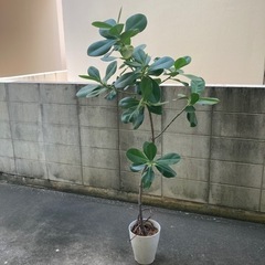 クルシアロセアの画像