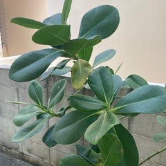 クルシアロセアの画像
