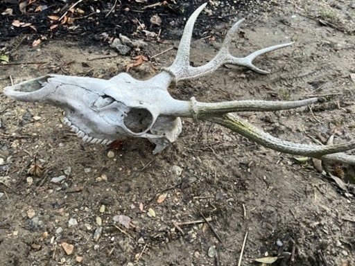 鹿の角