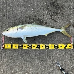 平日の釣り仲間募集！