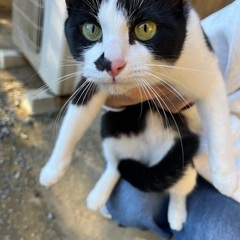 生後6ヶ月程度　黒白子猫